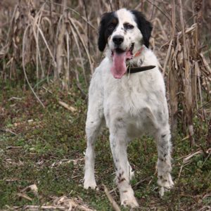 english-setter-albert-restored-to-good-health