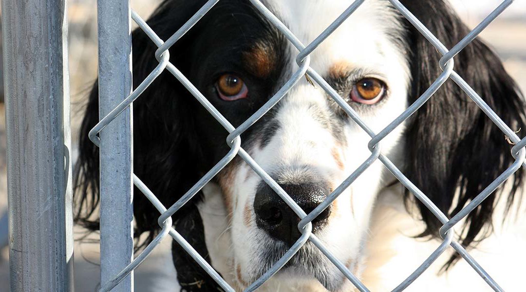 Every Dog Has His Day, Sometimes Two